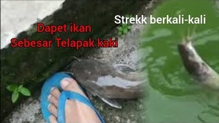 Baru masukin Langsung Keluar ! Ikan Monster Bikin kaget