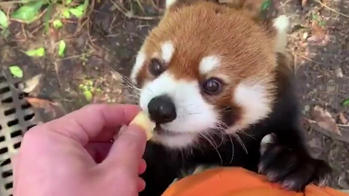 Red Panda Red Panda Red Panda Red Panda Red Panda Red Panda Red Panda Red Panda Red Panda Red Panda 