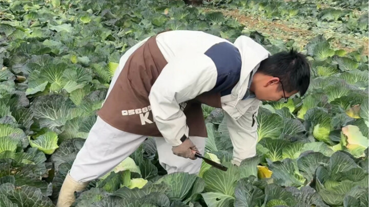 The real working conditions for agricultural labor in Japan: freezing winters and scorching summers,