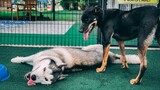 Bad Boys For Life - Dogs having fun in a dog park