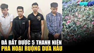 Đã triệu tập 5 thanh niên h.u.ỷ hoại ruộng dưa hấu của cụ ông ở Nghệ An