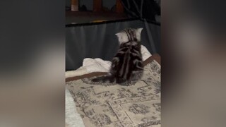 Mèo nội tâm mèo pet catsoftiktok meow cat fypシ fyp petlover