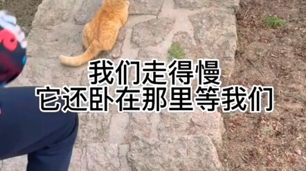 Thấy trời sắp tối, chú mèo chủ động làm hướng dẫn viên cho chúng ta!