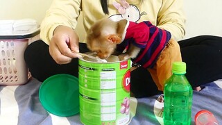 Look Tiny baby Maku so hungry Impatiently Rush To Lick Milk Powder When Mom Prepare for him