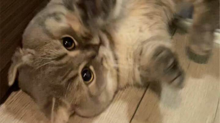 لقد أصبحت القطة الصغيرة ماكرة إلى هذه الدرجة من أجل دخول غرفة النوم!