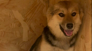 Saya menyelamatkan tiga anjing liar dan dua di antaranya melahirkan anak anjing dalam waktu seminggu