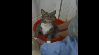 Immersive cat washing