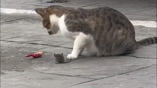 Ăn giăm bông và chấm với nước sốt chuột