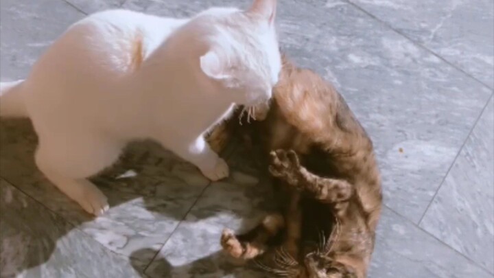 Cat Fight 🫯