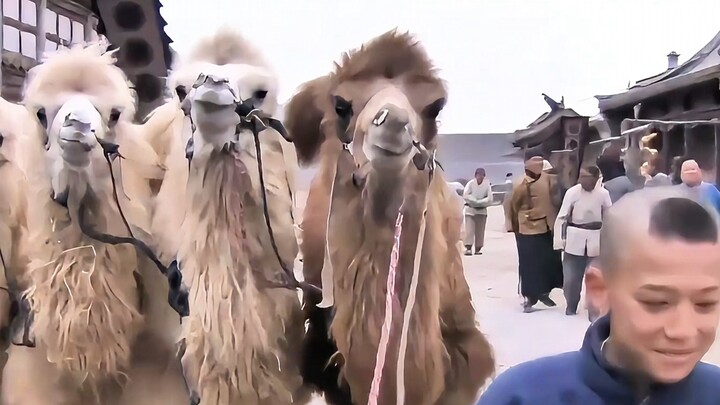 What am I going to do with all these camels? Am I supposed to pull a cart or something?