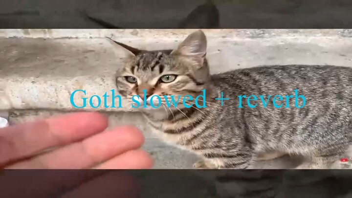 Save cats!