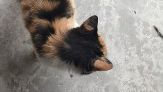 Thỏa thuận với cô gái xinh đẹp Sanhua