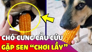 Lỡ mắc kẹt 'BỘ RĂNG' vào quả ngô, chó cưng ra hiệu 'NHỜ CON SEN' giải cứu và cái kết 😅 Gâu Đần