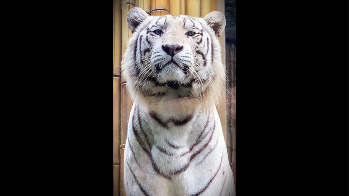 Raja baru, kok dipaksa berdiri di sini?