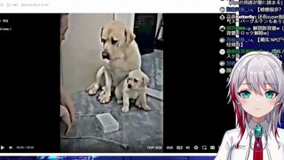 Cô gái tự nhiên Nhật Bản xem "Gia đình ba người"