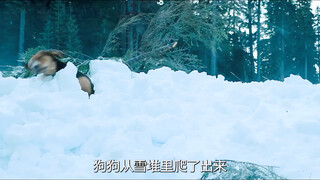 狗狗把小狮子当猫咪养，长大后狮子守护狗狗，爱不分种族 #狗  #美洲狮