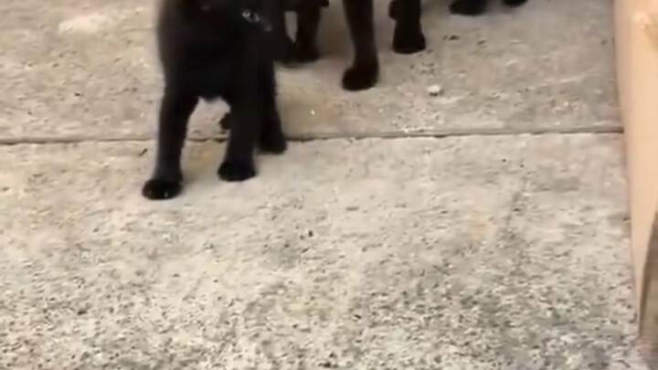 Mom Cat: Who dares touch my baby!