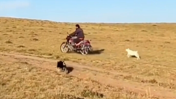 I have sheep and dogs now, and I don't want to talk to people who don't have sheep and dogs.