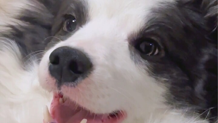 Kesannya manis dan imut si kecil anjing ini benar-benar meledak-ledak!