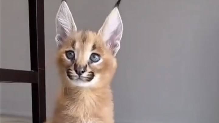 ฉันเลี้ยงฮาคิมีตัวนี้ได้ไหม?