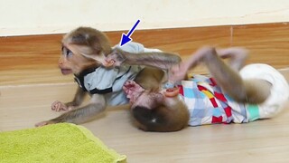 OMG!! Why Monkey Maki Pull Ear Cute Baby Maku While play Fun together