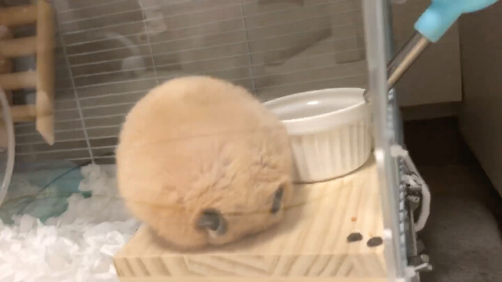 Super Cute Hamster