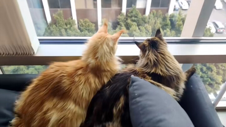 [Maine Coon] How We Get along with the Two Big Cats