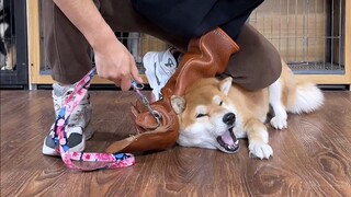 Chú chó Shiba Inu 3 tuổi nặng 30 pound, xương lưng nặng 29 pound, không thể nhìn nhau hay chạm vào n