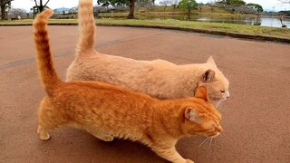 Ketika Berkaca, Perkumpulan Sahabat Kucing Liar yang Tampak Bahagia dengan Wajah yang Lucu