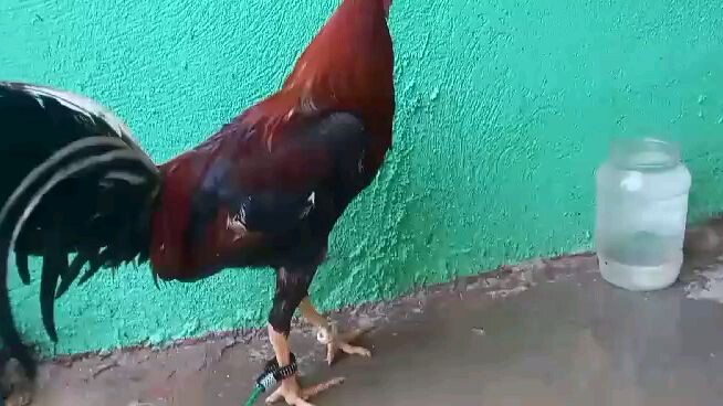 Ito Yung video ng bulik natin pag ka Umaga..pag tanghali nabilad .sayang nakaisa pa nmn