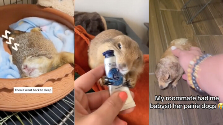 คุณช่วยดูแลตัวเมียร์แคทของฉันให้หน่อยได้ไหม?