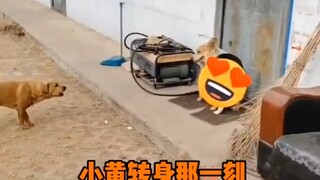 The moment Xiao Huang turned around, he finally took on all the
