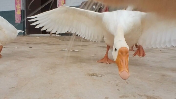 القط: اليوم خدعتني الأوزة الكبيرة، لكن الرجلُ الشهم لا يتأخر عن الانتقام حتى بعد عشر سنوات!