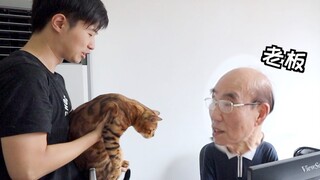 An employee secretly brought a cat to work, but he didn't expect his boss was also a cat lover, so h
