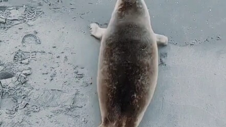 เป่าเป่า ฉันฟรีแล้ว!