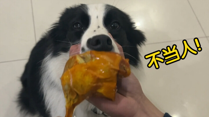 主人惩罚边牧，捏住狗嘴，用鸡腿在它嘴边疯狂摩擦！
