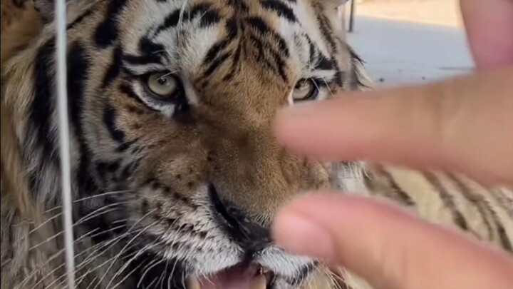 Nannan nggak boleh bikin gerakan tangan ini.