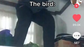 Edi Umiilaw na bird