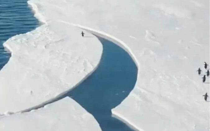 Tốc độ của chú chim cánh cụt lúc này ngang ngửa báo săn.