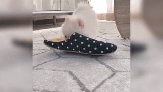 Bé mèo cute hủy diệt đôi mắt bạn