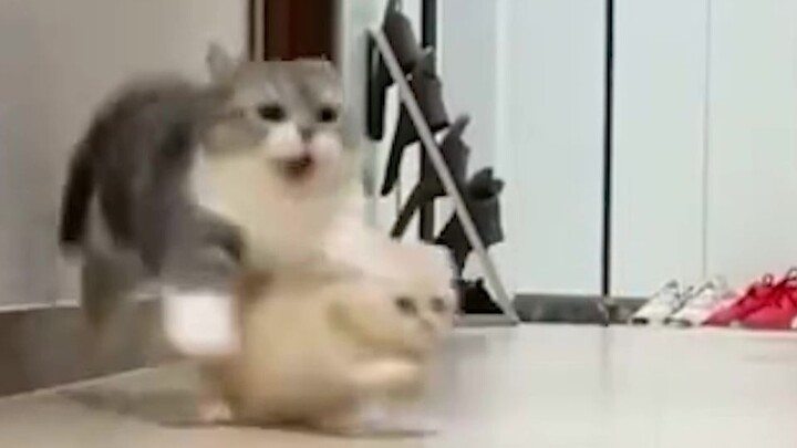 "Hungry cat pounce at food"