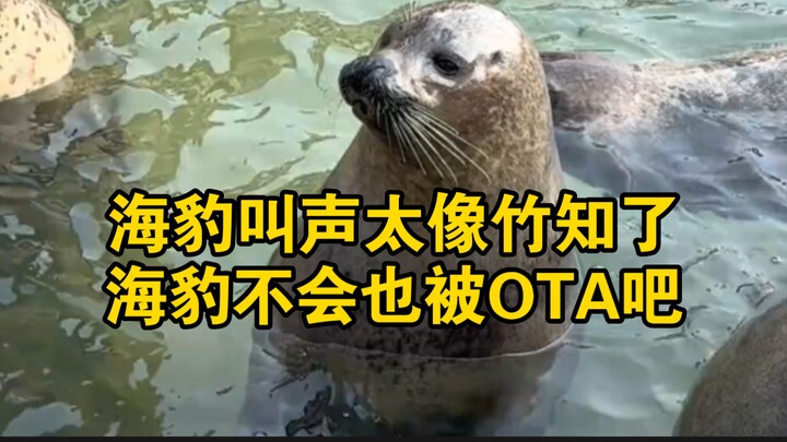 Kacau! Suara anjing laut sangat mirip dengan jangkrik bambu! Apakah anjing laut juga akan di-OTA?