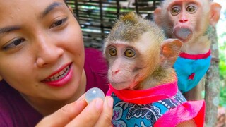 Hmm    Tiny Toto acts as not interesting in longan fruit when Mom gives it to her