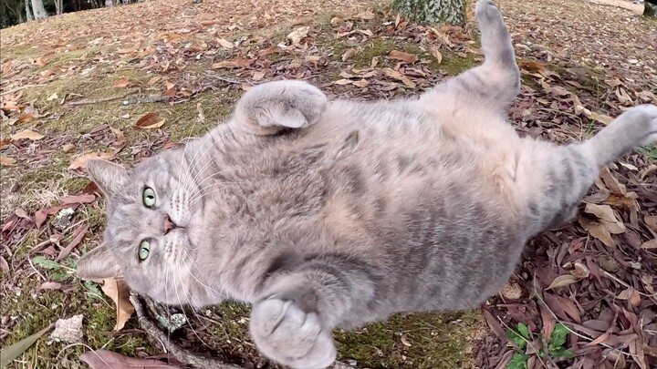 Seekor kucing abu-abu gemuk terbaring di hutan, disentuh oleh manusia.