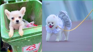 Funny and Cute Dog Pomeranian 😍🐶| Funny Puppy Videos #52