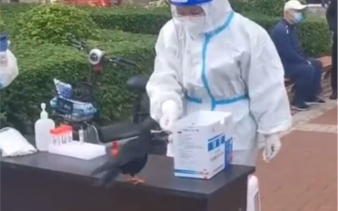 Classic Throwback: Big White Tests Birds for COVID-19