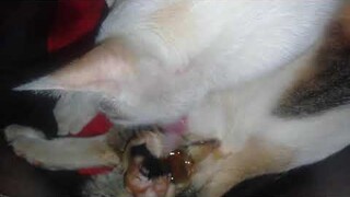 ini wajah asli kucing yang baru lahir ke dunia.