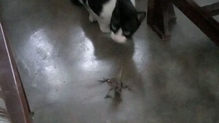 pembunuhan