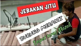 Jebakan Jitu Burung Merpati Pakai Gergaji Besi , dapat Terus Masak || Bird Trap - Blands Hidayat