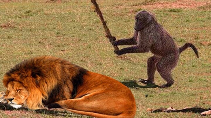 Fate zero animal version